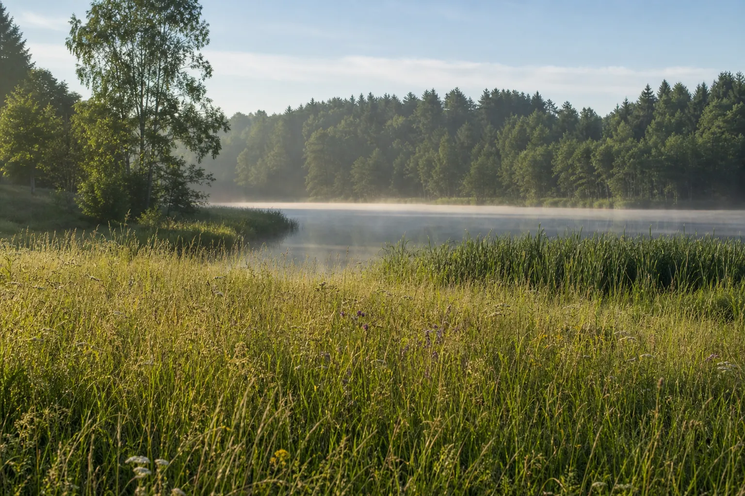 Sommerwiese am Uferrand eines kleinen Sees in Brandenburg, weicher Vormittagsdunst.